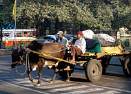 PuneCowAndWagon1. Click to enlarge. 