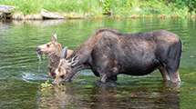 Wildlife